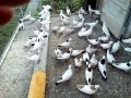 Мои голуби (бакинские шейки красные, черные, белые широкохвостые)