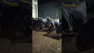 SATRIO SINDU WONGSO recorded by Java Cultural | #art #seni #budaya #bantengan #subscribe