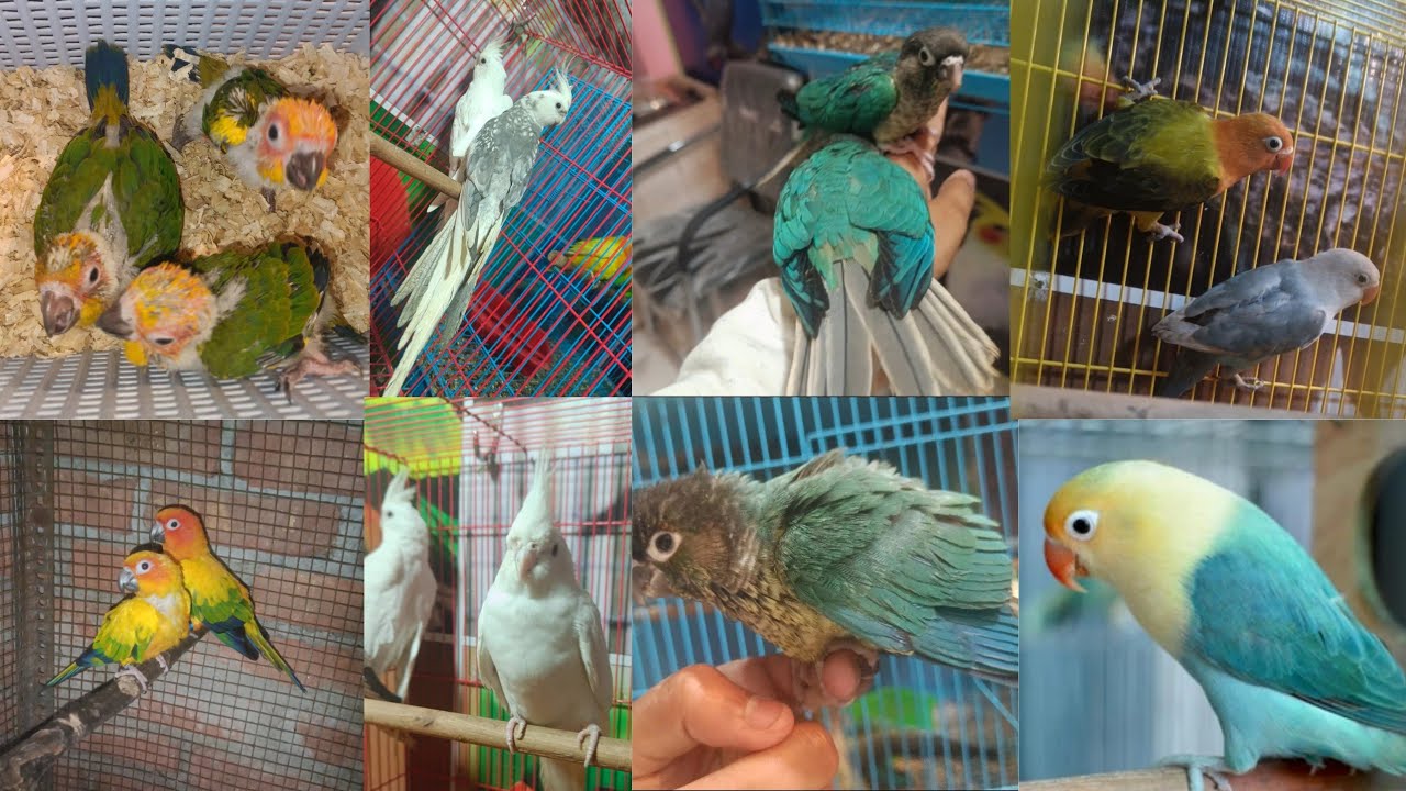 Daniyal Bird Shop Darbhanga || All Bird Searching For New Home || Dilevry Availble All Over India ||