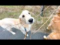 身の丈を超えた枝を持って帰ろうとする愛犬が可愛すぎるw