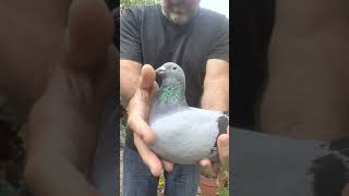 SECRET / PROVEN JANSSEN BREEDER