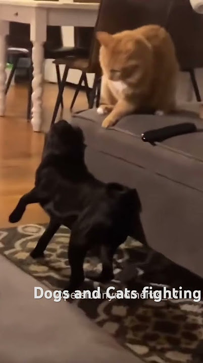 Dogs  🐶 and Cats 🐈  fighting #dogshorts #catsoftiktok #animalart #funnyanimalsvideos