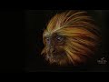 Earth day 2024 drawing an endangered goldenheaded lion tamarin time lapse