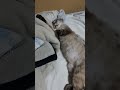ぐっすり寝てる元野良猫。 #cat
