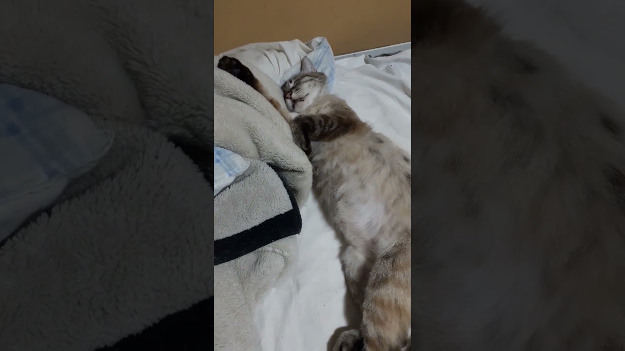 ぐっすり寝てる元野良猫。 #cat