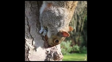 squrrel,squirrel,squirrel sounds, #squirrel