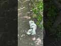 Walking with Lilly in the beautiful nature 🌳🌿💚🦋🌈🌷