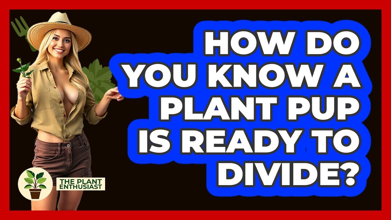 How Do You Know A Plant Pup Is Ready To Divide?