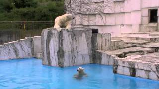 朝の活動開始と思ったら~Polar Bears at morning of summer
