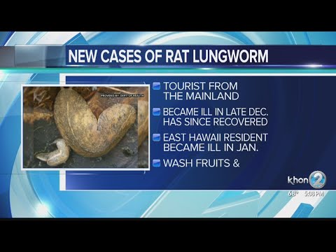 How Many Cases Of Rat Lungworm In Hawaii