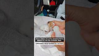 Τα 2 πρώτα και απαραίτητα βήματα για να σώσεις ένα ορφανό γατακι