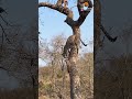 Leopard thinks Twice about  jumping on Hyena