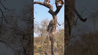 Leopard thinks Twice about  jumping on Hyena