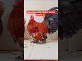 🔥 Most Beautiful Chicken in the World 😍🐥 | Poultry Hatchery #poultryfarming #hatchery #chicks