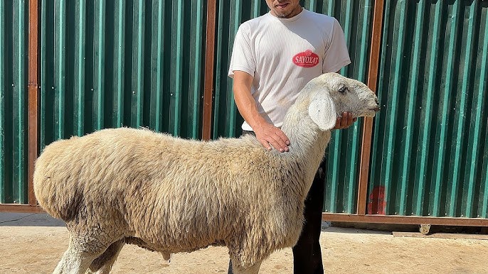 Ikki uchun erotik musiqa