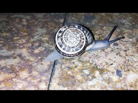 როგორ გადავარჩინე ლოკოკინა