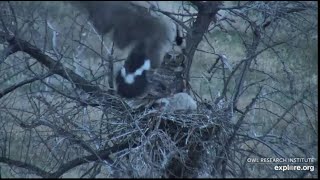 Gho Nest At Rogers Place - 4232022 - Grey Goose Fly-By The Nest, Owlet Got Frightened
