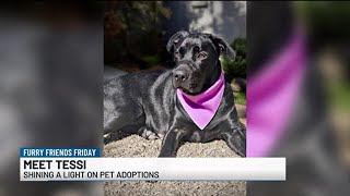 Furry Friends Friday - Tessi