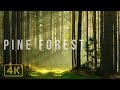 🎧🌲 1 Hour Pine Forest in 4K Relaxing Nature Sounds Study, Sleep, Calming, Meditation, White Noise