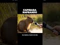 😎🐹 El capibara más relajado del planeta