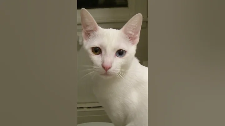 Video 11568731: manee cat breed, cat breed facts, cat breed thai