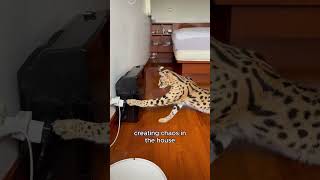 From Foes To Friends Serval And Caracal.