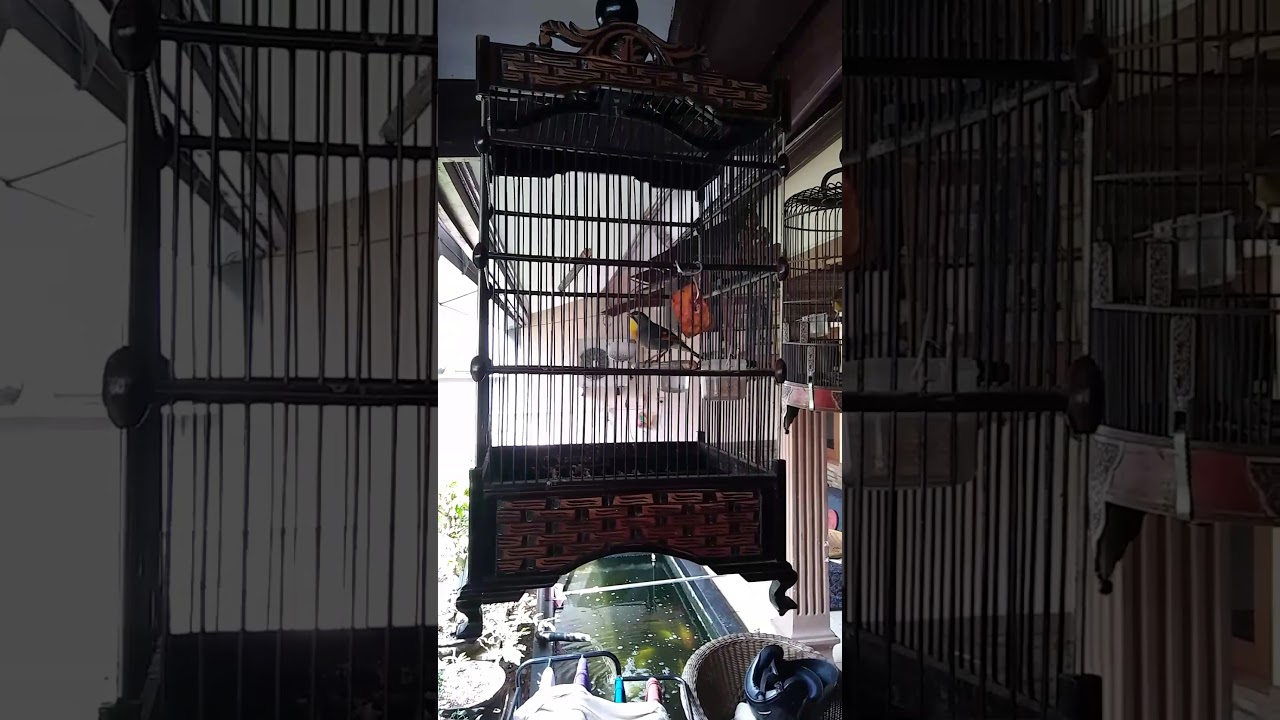 Burung robin gacor 