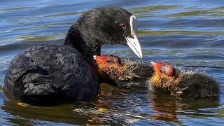 Coot Chicks