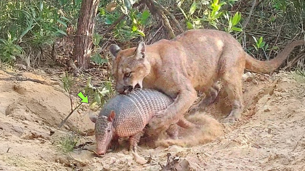 O TATU ENCONTROU A MORTE SEM SABER