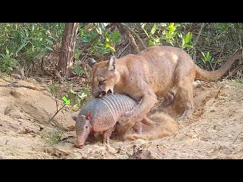 O TATU ENCONTROU A MORTE SEM SABER