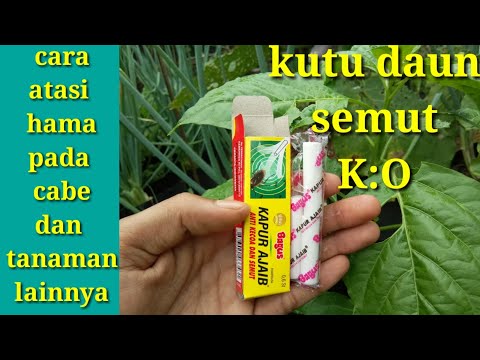 Video: Masalah Kutu Daun Tanaman Rumah – Petua Mengurus Kutu Daun Di Dalam Rumah