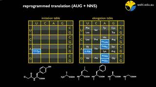 Pioura T 2018 Rapid Identification Of Ligands To Any Target Through Genetic Code Reprogramming