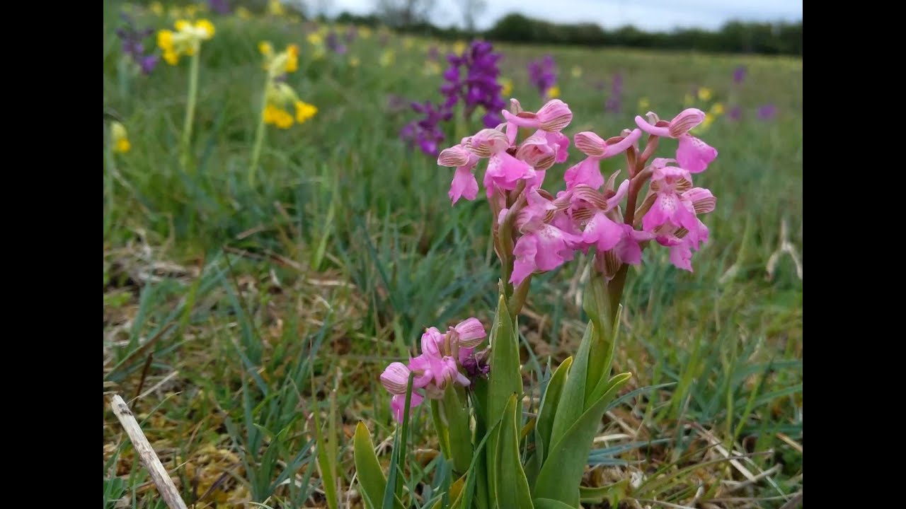 Green Winged Orchids (27th April 2020)