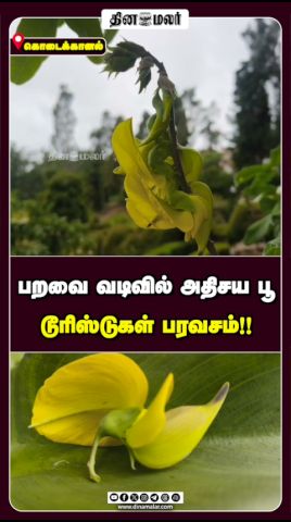 பறவை வடிவில் அதிசய பூ டூரிஸ்டுகள் பரவசம்!!