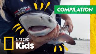 Sharks Found Where?! | Full Episode Compilation | SHARKFEST 🦈 | Nat Geo Kids screenshot 5