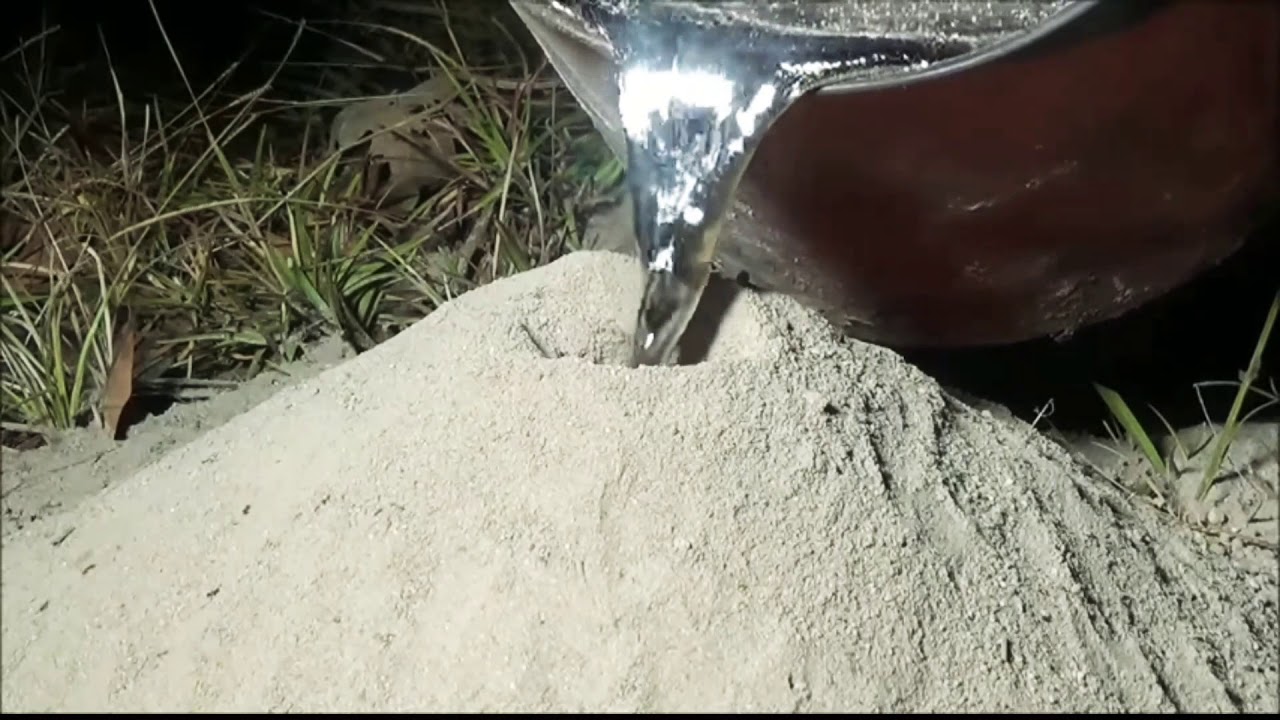 CASTING ANT COLONY WITH HOT ALUMINIUM!! YouTube