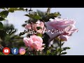 يا خاطب الحور الحسان Mohamedalazzeezi7404 