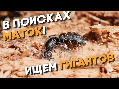 Видео: В ПОИСКАХ ГИГАНТОВ - ЛЁТ МУРАВЬЁВ Camponotus vagus, fallax и других! В ПОИСКАХ МАТОК! Димон и пумба.