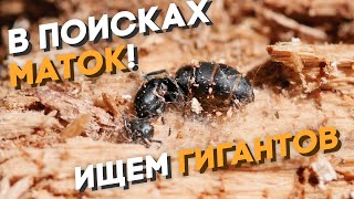 :    - ˨ ܨ Camponotus vagus, fallax  !   !   .