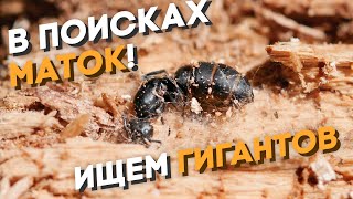 В ПОИСКАХ ГИГАНТОВ - ЛЁТ МУРАВЬЁВ Camponotus vagus, fallax и других! В ПОИСКАХ МАТОК! Димон и пумба.