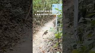 встретили варана #пхукет #таиланд #варан #джунгли #влог #thailand #phuket #vlog