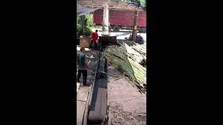 🔴 Industrial Work Diary: Bamboo Shredding Live | 24/7 Field Recording