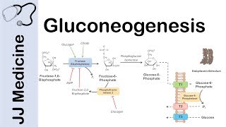 Gluconeogenesis Pathway: Overview, Enzymes, Co-Factors and Precursors