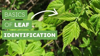 Basics of Leaf Identification