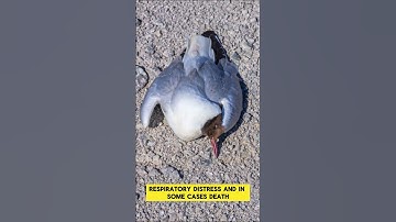 Bird Flu Symptoms: What You Need to Know! 🦠