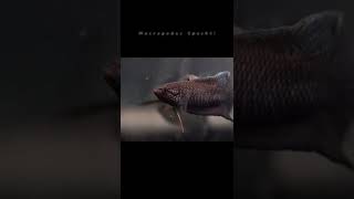 macropodus spechti black paradisefish