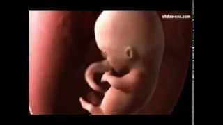 Your 0 to 9 Months Journey In The Womb screenshot 4
