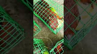 Sóc Cảnh Nuôi Avi anh chị nhé