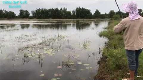 [ĐI BỤI] XEM MẤY BÁC CÂU CÁ LÓC THẠNH HÓA - LONG AN