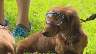 Hundreds of dachshunds take over Lincoln Park for Weenie Walk Weekend
